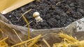 Grow Mushroom Kit