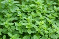 Grow Oregano Plants in the Garden. Oregano plants care background