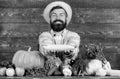 Grow organic crops. Farmer straw hat presenting fresh vegetables. Man cheerful bearded farmer hold corncob or maize Royalty Free Stock Photo