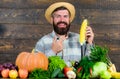 Grow organic crops. Man cheerful bearded farmer hold corncob or maize wooden background. Farmer straw hat presenting Royalty Free Stock Photo