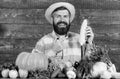 Grow organic crops. Man cheerful bearded farmer hold corncob or maize wooden background. Farmer straw hat presenting Royalty Free Stock Photo