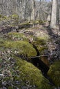 Grow over crevice at Niagara Glen, natural rock formation Royalty Free Stock Photo