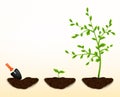 Grow plants vector