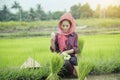 Grow rice