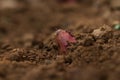 Grow sweet potato on summer with plant bulb Royalty Free Stock Photo