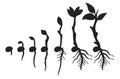 Grow up tree silhouettes collections vector Royalty Free Stock Photo