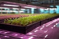 Grow Vibrant Microgreens Year-Round: Indoor Farming with Purple LED Lights.