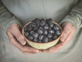 Grow your own blueberries - hands holding bowl  with bilberries Royalty Free Stock Photo
