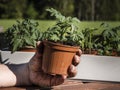 Grow your own tomatoes from seed - holding young tomato plant