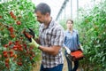 Grower checking crop of red grape tomatoes in greenhouse Royalty Free Stock Photo