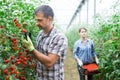 Grower checking crop of red grape tomatoes in greenhouse Royalty Free Stock Photo