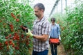 Grower checking crop of red grape tomatoes in greenhouse Royalty Free Stock Photo