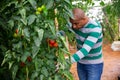 Grower checking crop of red tomatoes in greenhouse Royalty Free Stock Photo