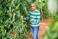 Grower checking crop of red tomatoes in greenhouse Royalty Free Stock Photo