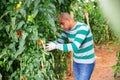 Grower checking crop of red tomatoes in greenhouse Royalty Free Stock Photo