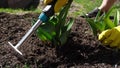 The grower spuds strawberry plants with a rake. Work in the garden