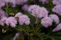 growing ageratum bloom pink blossom flover natural green