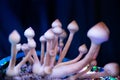 Growing Albino A strain. Growing Albino A strain. Fungi hallucinogen. Psilocybin cubensis mushroom. Psilocybin cubensis mushroom