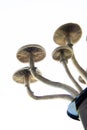 Growing Albino A strain. Hallucinogenic Psychedelic drug. Psilocybin cubensis mushroom