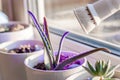 Growing aloe at home on a windowsill under an ultraviolet LED lamp in a white pebble pot