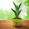 Growing aloe vera