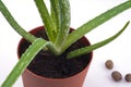 Growing aloe Vera at home. Young plant in a red pot