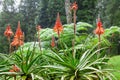 Growing Aloe vera plant with blooming flowers