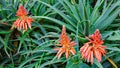 Growing Aloe vera plant with blooming flowers