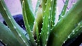 A GROWING ALOE VERA PLANT