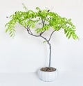 Growing American Wisteria Bonsai Tree Royalty Free Stock Photo