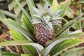 Growing ananas, pineapple plant close up Royalty Free Stock Photo