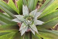 Growing ananas, pineapple plant close up Royalty Free Stock Photo