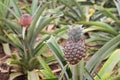 Growing ananas, pineapple plant close up Royalty Free Stock Photo