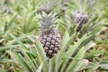 Growing ananas, pineapple plant close up Royalty Free Stock Photo