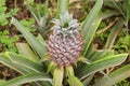 Growing ananas, pineapple plant close up Royalty Free Stock Photo