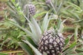 Growing ananas, pineapple plant close up Royalty Free Stock Photo