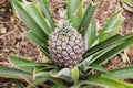 Growing ananas, pineapple plant close up Royalty Free Stock Photo