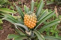 Growing ananas, pineapple plant close up Royalty Free Stock Photo