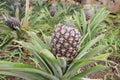 Growing ananas, pineapple plant close up Royalty Free Stock Photo