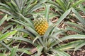 Growing ananas, pineapple plant close up Royalty Free Stock Photo