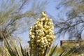 Desert Bloom Series - Mojave Yucca - Yucca Schidigera