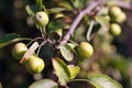 Growing apple on the apple-tree branch Royalty Free Stock Photo