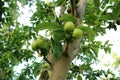 Growing apple tree Royalty Free Stock Photo