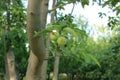 Growing apple tree Royalty Free Stock Photo