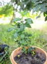 Growing Apple tree in Tropical Climates Royalty Free Stock Photo