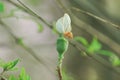 Growing apple with white flower Royalty Free Stock Photo