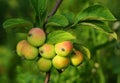 Growing apples Royalty Free Stock Photo