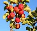 Growing apples Royalty Free Stock Photo