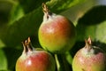 Growing apples Royalty Free Stock Photo