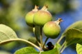 Growing apples